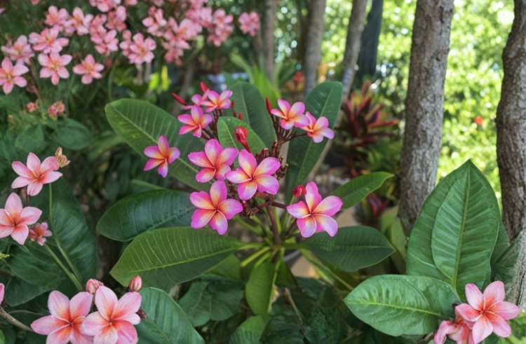 Dulcemia Plumeria Cutting 3 Tips Tropical Frangipani Stem for Propagation, Plumeria rubra Live Plant