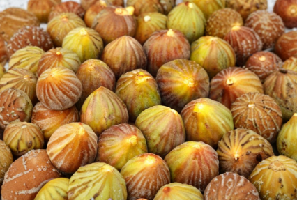 Brown Turkey Fig Cuttings 6-8 Inch Unrooted Ficus carica Fruit Tree Propagation Starter