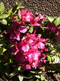 Azalea Cuttings 7 Unrooted Rhododendron spp. Dark Red Neon Magenta Flowering Shrubs for Rooting or Grafting