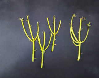 Euphorbia Tirucalli Pencil Cactus 5 Cuttings Succulent Stem for Propagation Fire Stick Plant