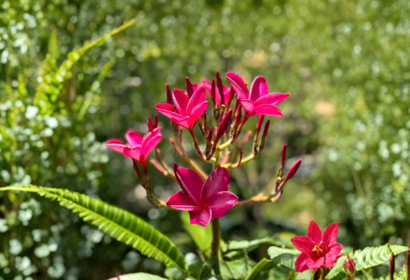 Pink Plumeria Cutting 6-8 Inch Tropical Flowering Branch for Propagation, Frangipani, Perennial, Full Sun, Well-Draining Soil