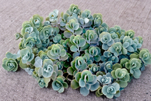 Lavender Scallops Kalanchoe fedtschenkoi Rooted Succulent Cuttings 3 Pack, Trailing Blue-Green Foliage, Indoor or Outdoor Plant