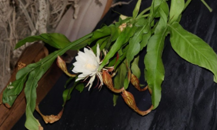 Epiphyllum oxypetalum Live Plants Set of 3 | Queen of the Night Orchid Cactus | Tropical Cactus for Indoor Growing