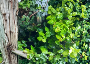 Ficus pumila Creeping Fig Live Plant for Terrarium & Indoor Groundcover, Trailing Vine, Vivarium Plant