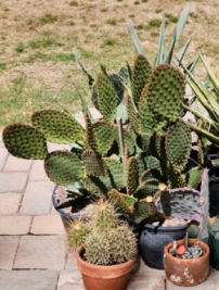 Opuntia Lubrica Prickly Pear Cactus Pad Cutting Live Plant Segment for Propagation, Desert Succulent, Drought-Tolerant, Full Sun
