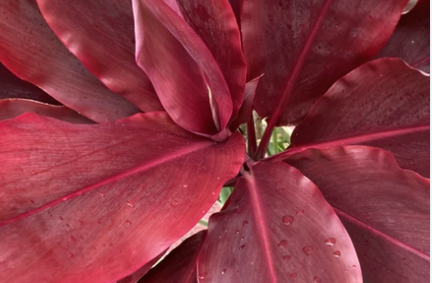 Cordyline fruticosa Red Hawaiian Ti Cuttings – 12 Inch Tropical Foliage Plant Stems for Propagation