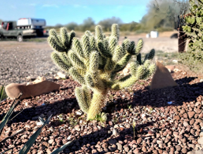 Teddy Bear Cholla Cactus Cuttings 2 Pack Cylindropuntia bigelovii Unrooted Propagation Ornamental Succulents