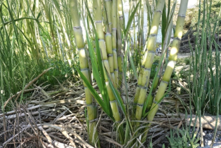 Rooted Sugarcane Cuttings Set of 5 Live Tropical Plants Saccharum officinarum