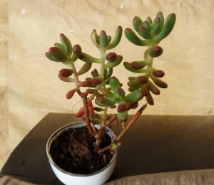 Sedum Pachyphyllum Jelly Bean Succulent Cuttings Set of 5, Unrooted, 4-Inch, Ornamental, Propagation, Container Plant, Succulent Garden