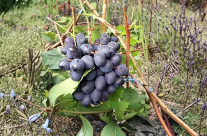 Sudarushka Grape Vine Hardwood Cuttings Vitis vinifera Unrooted Fruit Plant Stems for Propagation