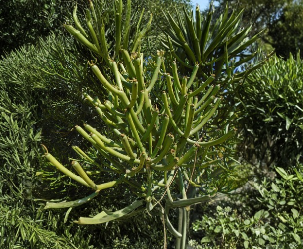 Euphorbia Tirucalli Pencil Cactus Cuttings – 4 Non-Rooted Succulent Stems for Propagation, Bright Green, Full Sun, Well-Draining Soil