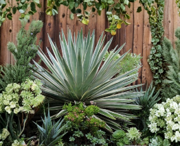 Agave Angustifolia Variegata Baby Plants – Caribbean Agave Succulent Offsets for Containers, Patio, and Collection