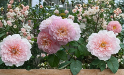 Unrooted Rose Cuttings 3 Stems Ausmajesty Pink Flowering Shrub Rosa spp. for Propagation Garden