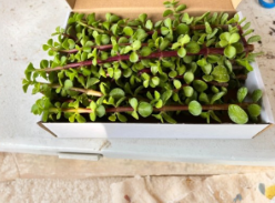 Portulacaria Afra Succulent Cuttings – 4 Live Unrooted Dwarf Jade Elephant Bush Bonsai Cork Bark Style