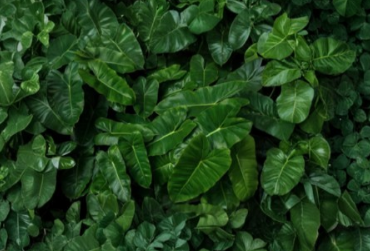 Burle Marx Philodendron Cutting with Air Roots – Unrooted Tropical Indoor Outdoor Plant, Philodendron burle-marxii