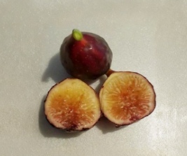 LSU Purple Fig Cutting Propagation - Ficus carica Cold Hardy Deciduous Fruit Tree