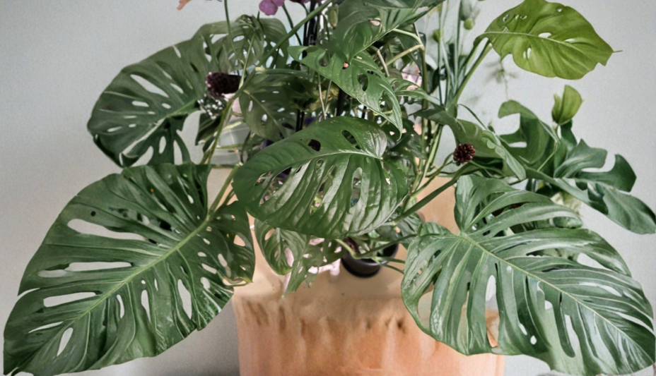 Monstera adansonii Swiss Cheese Plant Cuttings – Tropical Vine with Fenestrated Leaves, Indoor Houseplant, Unrooted Propagation Material