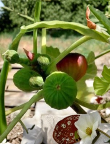 Ventura Strawberry Fig Cuttings - Ficus carica Unrooted Grafting Propagation 6-12 Inch Fresh Fruit Tree Scion Wood