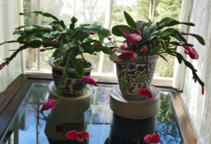 Pink Thanksgiving Cactus Cuttings, Unrooted Schlumbergera truncata Propagation, Holiday Indoor Houseplant