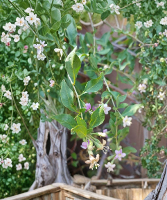 Goji Berry Cuttings Unrooted Lycium barbarum Fruit Shrub for Propagation Garden Plant