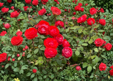 True Passion Rose Cuttings - Bright Red Hybrid Rose, Flowering Shrub, Unrooted Propagation Plant