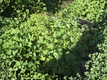 Okinawa Purple Sweet Potato Slips Live Cuttings for Growing, Purple Flesh, Trailing Vine, Ipomoea batatas