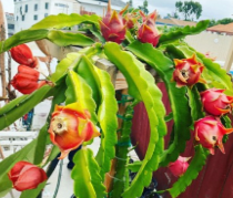 Red Dragon Fruit Cactus Cutting, Unrooted Pitaya Plant, Climbing Hylocereus undatus, Edible Fruit, Container or Garden Growing