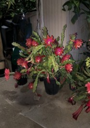 Epiphyllum Orchid Cactus Cuttings 2 Pcs Purple Orange Live Unrooted 8-14 Inches for Propagation