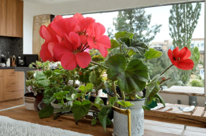 Zonal Geranium Cuttings 5 Inch Pelargonium x hortorum Flowering Plant Stems for Propagation Garden Growing