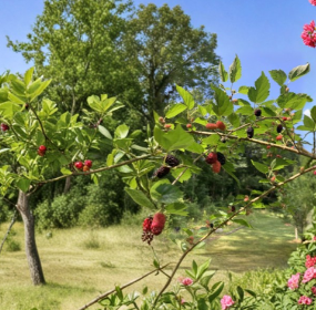 Florida Everbearing Black Mulberry Rooted Cuttings – 2 Pack, Morus spp., Deciduous Fruit Tree, Bare Root, Full Sun, Well-Draining Soil