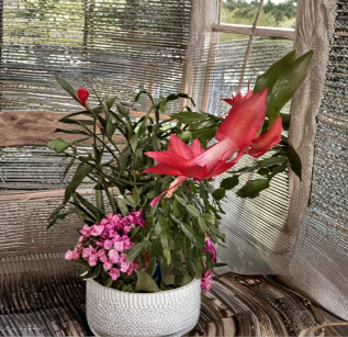 Red Thanksgiving Christmas Cactus Cutting Schlumbergera truncata Unrooted Propagation Plant