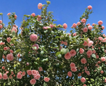 Camellia Japonica Cutting Pink White Flower Unrooted Stem for Propagation Ornamental Shrub