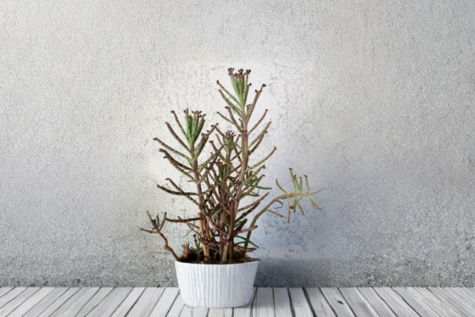 Mother of Thousands Succulent Plants 15 Count Rooted Kalanchoe daigremontiana Indoor Garden