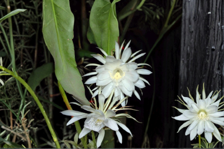 Epiphyllum Oxypetalum Live Plants 3 Pack | Queen of the Night Orchid Cactus | Tropical Epiphytic Houseplant