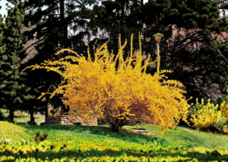Golden Forsythia Cuttings - 20 Unrooted Deciduous Shrubs for Propagation, Spring Yellow Blooms, Hedge & Border Planting, Forsythia intermedia