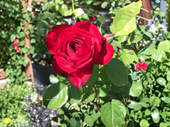 Kashmir Rose Unrooted Cuttings Set of 6 – Live Rose Propagation Shrub Rosa ‘Kashmir’ for Garden Planting
