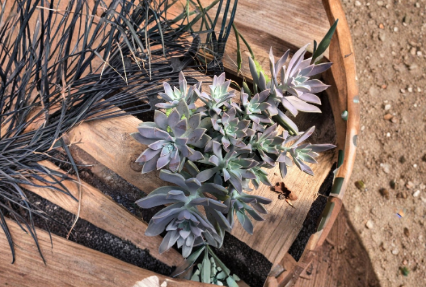 Echeveria Ghost Plant Succulent Cuttings – Unrooted Rosette Propagation, 2-4 Inches, Pale Green, Silvery Foliage, Perennial, for Indoor & Outdoor Gardens
