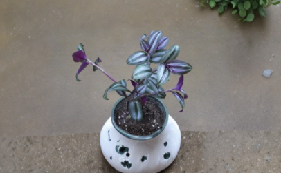 Tradescantia Zebrina Evanesce Cuttings - Live Trailing Houseplant Stems for Propagation, Indoor Foliage, Hanging Baskets