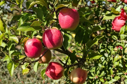Pink Lady Apple Scionwood 5 Pack – Unrooted Green Grafting Scions for Fruit Tree Propagation