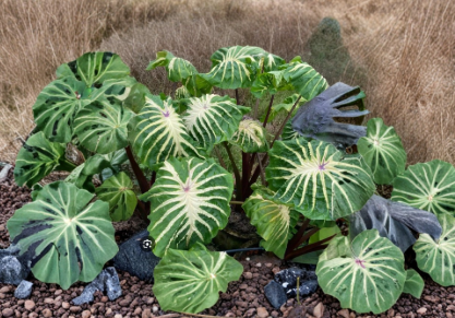 White Lava Elephant Ear Plant Live Rooted Starter | Colocasia esculenta Ornamental Foliage Plant