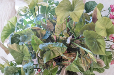 Syngonium Maria Allusion Cuttings – Unrooted Tropical Arrowhead Plant for Propagation, Indoor Houseplant, Green with Bronze Tones