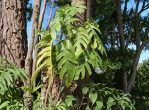 Cebu Blue Pothos Unrooted Cutting 4 Nodes Epipremnum Pinnatum Tropical Vining Houseplant Starter