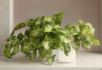 Syngonium Butterfly Unrooted Cuttings Set of 5 – Arrowhead Plant, Goosefoot Vine, Indoor Houseplant, Propagation, Green Variegation