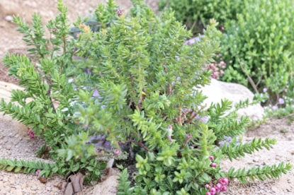 Unrooted Sedum rupestre 'Angelina' Stonecrop Succulent Cuttings - Perennial Ground Cover, Drought Tolerant, Bright Golden Foliage, 20 Pack