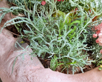 White Santolina Cuttings - Unrooted Aromatic Evergreen Shrub for Hedges, Borders, Rock Gardens - Santolina chamaecyparissus (Lot of 4)