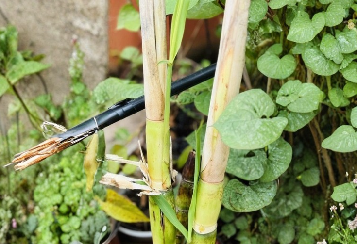 Green Sugarcane Cuttings Saccharum officinarum - Tropical Cane Stalks for Garden Planting