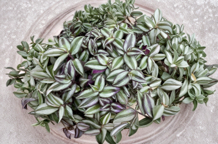 Tradescantia Zebrina Cuttings, Purple Silver Striped, Indoor Trailing Houseplant, Live Stem Propagation