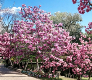 Rooted Magnolia Cuttings Set of 2 | Jane Magnolia Magnolia × jane | Flowering Shrub with Purple-Pink Blooms