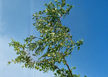 Sherwood Jujube Scionwood Set of 2, 8-Inch Unrooted Graft Cuttings, Ziziphus jujuba 'Sherwood' for Grafting & Propagation