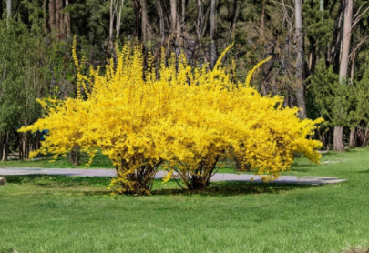 Yellow Forsythia Hardwood Cuttings – 10+ Dormant Unrooted Propagation Material for Spring Garden Planting